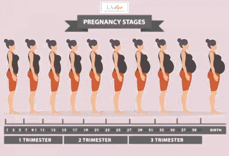 First Trimester (Weeks 1–12): Early Changes You Might Not Notice Marlborough